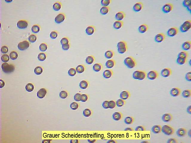 Sporen Grauer Scheidenstreifling